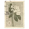 🌼