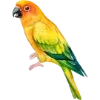 🦜