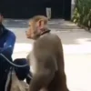 🐵