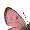 🦋