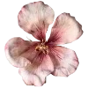 🌸
