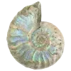 🐚