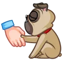 🐶