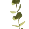 🌿