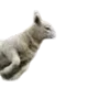 🐑