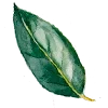 🍃