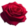 🥀