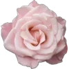 🌸
