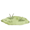 🌱