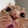 😺