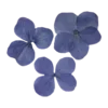 🌺