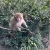 🐵