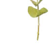 🌿