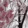 🌸