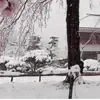 🌸