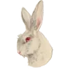 🐇