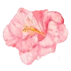 🌸