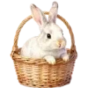 🐇