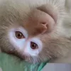🐵