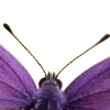💜