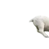 🐑