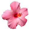 🌺