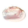 🐚