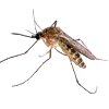 🦟