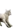 🐑