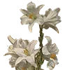 🌼
