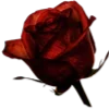 🌹