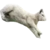🐑