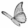 🦋