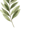 🌿