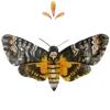 🦋