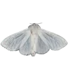 🦋