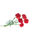 🌺