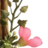 🪟