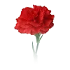 🌹