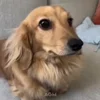 🐶