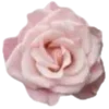 🌸
