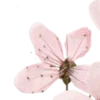 🌸