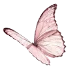 🦋
