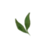 🍃
