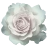 🌸