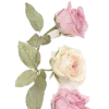 🌸