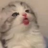 🐈‍⬛