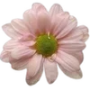 🌸