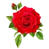 🌹