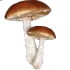 🍄